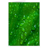 Water on a Leaf (Front)