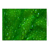 Water on a Leaf (Front Horizontal)