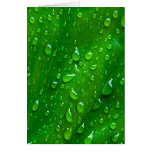Water on a Leaf Cards (Front)