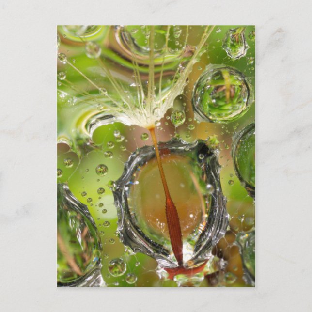 Water on dandelion seed, CA Postcard (Front)