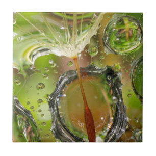Water on dandelion seed, CA Tile