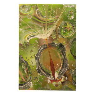 Water on dandelion seed, CA Wood Wall Decor