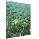 Water over Sea Grass I Caribbean Photography Canvas Print