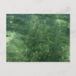 Water over Sea Grass II (Blue and Green) Photo Postcard