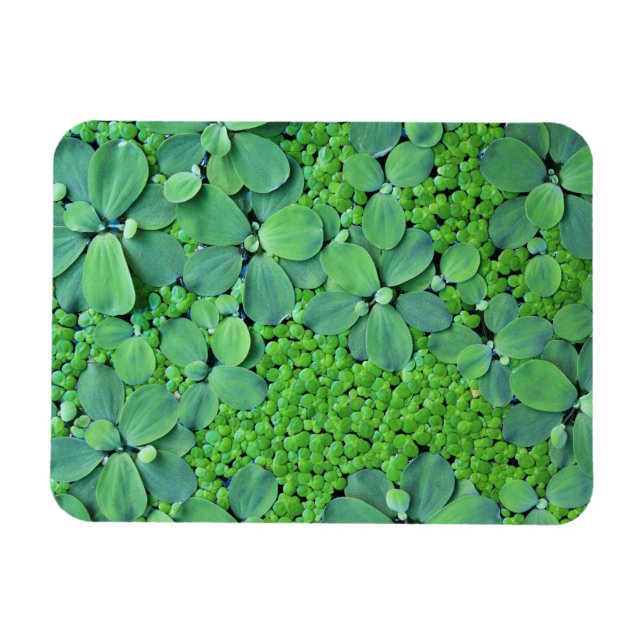 Water plant magnet (Horizontal)