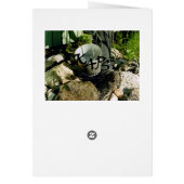 Water Pump Cards (Back)