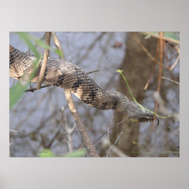 Water Snake Poster (Front)