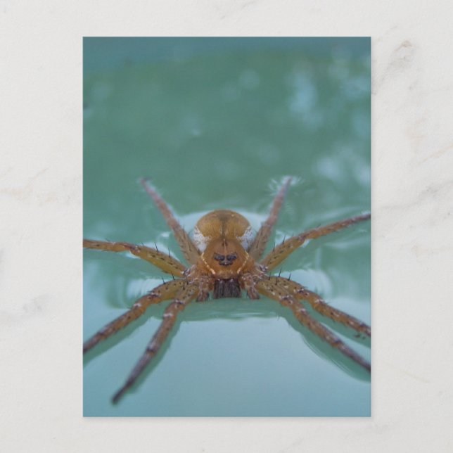 Water Spider Postcard (Front)