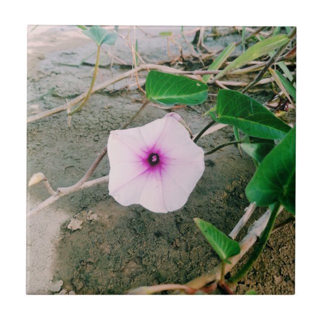 Water Spinach Flower In The Dam Ceramic Tile (Front)