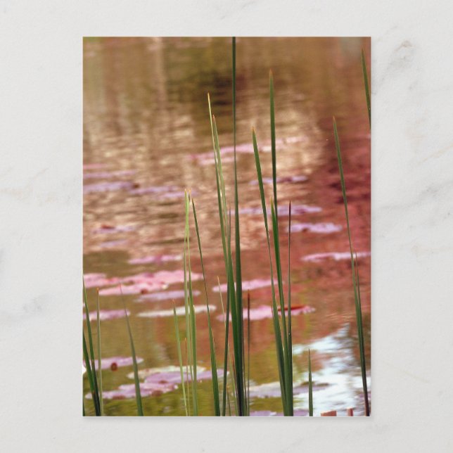 Water Through Reeds Postcard (Front)