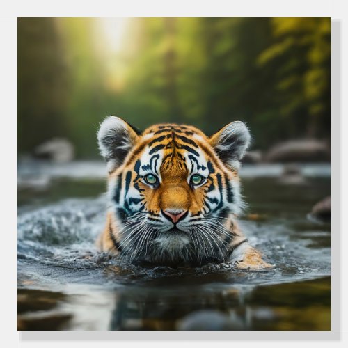 Water Tiger A Majestic Predator Foam Board