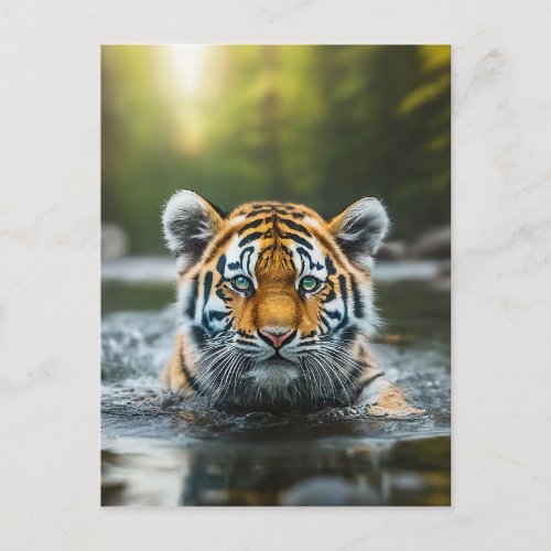Water Tiger A Majestic Predator Postcard