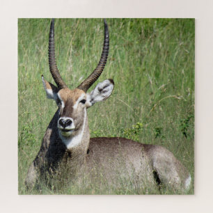 waterbuck jigsaw puzzle