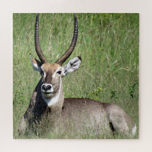 waterbuck jigsaw puzzle (Horizontal)