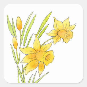 Watercolor and Pen Daffodils Square Sticker