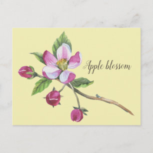 Watercolor Apple Blossom Botanical Postcard