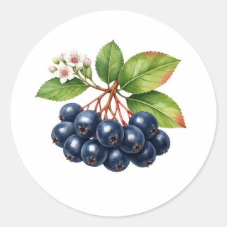 Watercolor Aronia Berry Fruit, Blossom and Leaves Classic Round Sticker