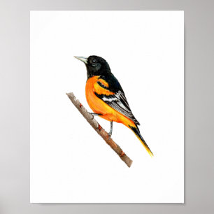 Watercolor Baltimore Oriole Bird Painting Poster