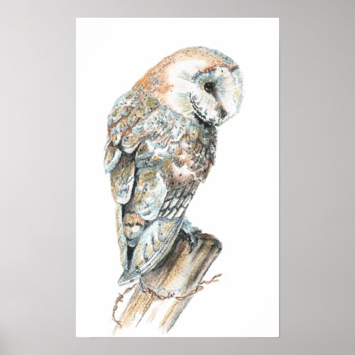 Watercolor Barn Owl Bird Animal Art Poster