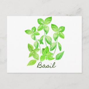 Watercolor basil illustration postcard