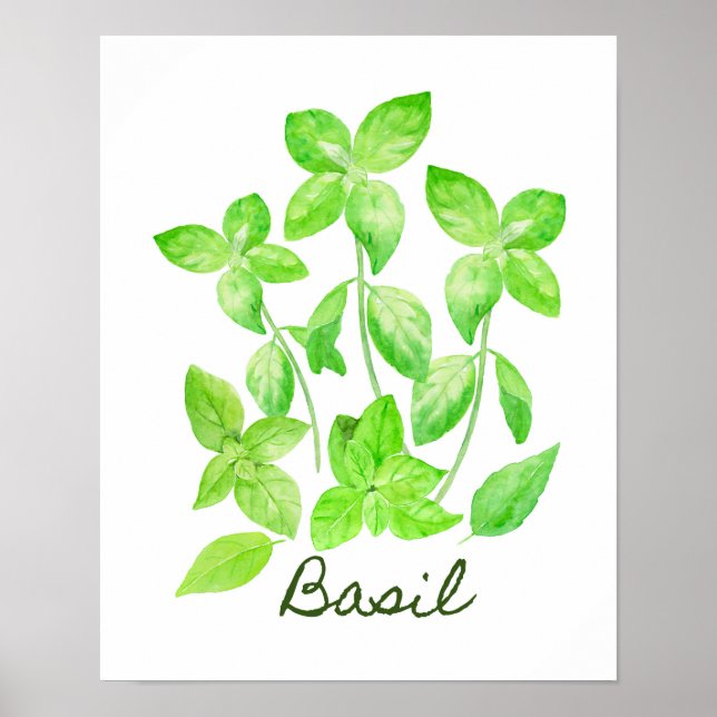 Watercolor Basil Illustration Poster (Front)