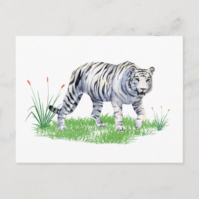 Watercolor Beautiful White Tiger  Postcard (Front)