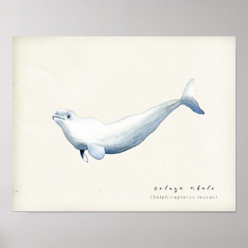 Watercolor Beluga Whale Poster