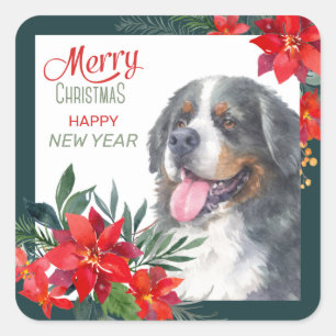 Watercolor Bernese Mountain Dog Poinsettia Square Sticker
