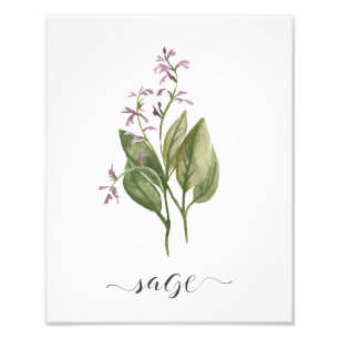 Watercolor Botanical Herb Print Sage