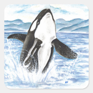 Watercolor Breaching Orca Whale Square Sticker
