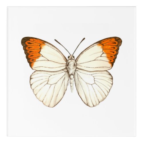 Watercolor butterfly great orange tip acrylic print