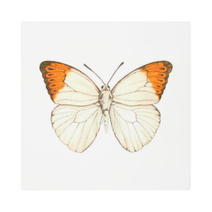 Watercolor butterfly, great orange tip metal print