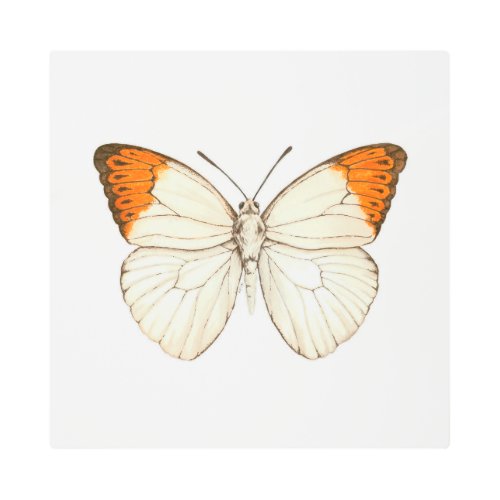 Watercolor butterfly great orange tip metal print