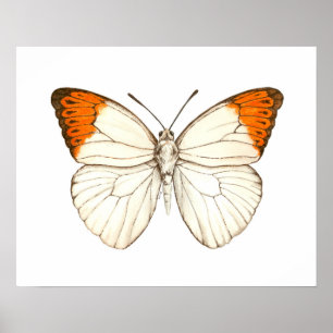 Watercolor butterfly, great orange tip poster