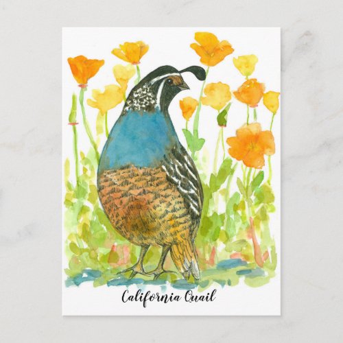 Watercolor California Poppies Quail Bird Postcard