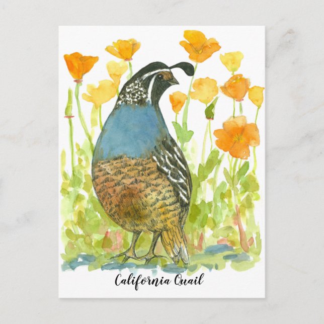 Watercolor California Poppies Quail Bird Postcard (Front)