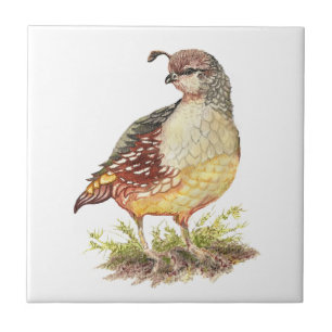 Watercolor California Quail Bird Wildlife Art Ceramic Tile