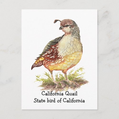 Watercolor California Quail State bird Postcard