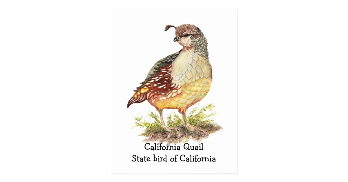 watercolor california quail state bird postcard