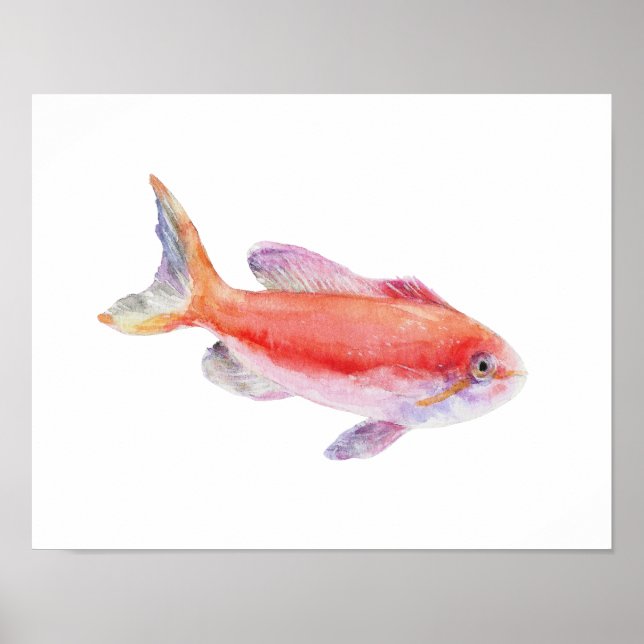 Watercolor Carberryi Anthias Fish Poster (Front)