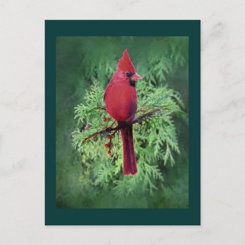 Watercolor Cardinal Bird  Cedar Tree Nature Art Postcard