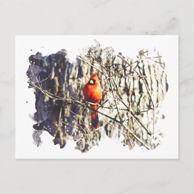Watercolor Cardinal Postcard (Front)