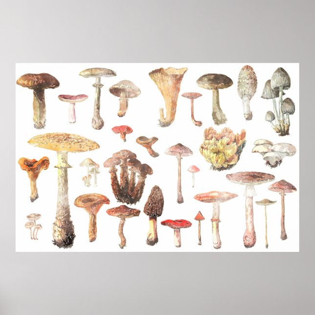 Watercolor Chart of Common Mushrooms (Front)