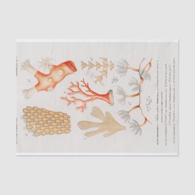 watercolor coastal coral  tissue paper (Front)