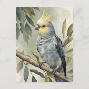 Watercolor Cockatiel Eucalyptus Tree Postcard