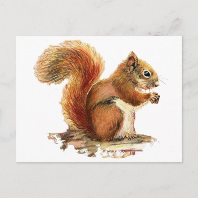 Watercolor Cute Red Squirrel Animal Nature Postcard (Front)
