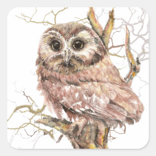 Watercolor Cute Saw Whet Owl, Bird Square Sticker