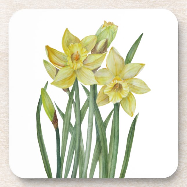 Watercolor Daffodils Flower Portrait Illustration Beverage Coaster (Front)