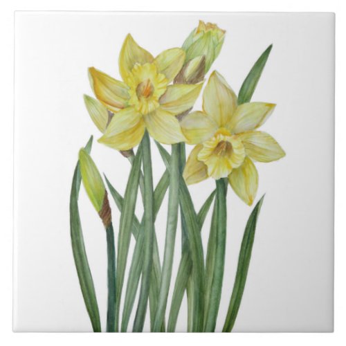 Watercolor Daffodils Flower Portrait Illustration Ceramic Tile