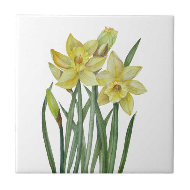 Watercolor Daffodils Flower Portrait Illustration Ceramic Tile (Front)